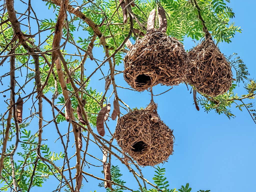 Weaver nests have dried out by ludwigsdiana