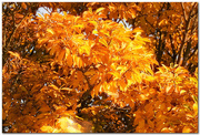 16th Oct 2019 - golden leaves