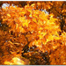 golden leaves by lastrami_