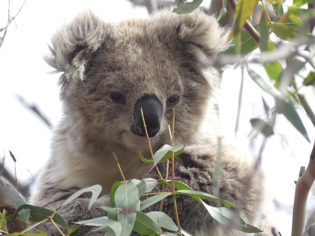 Koala by ideetje