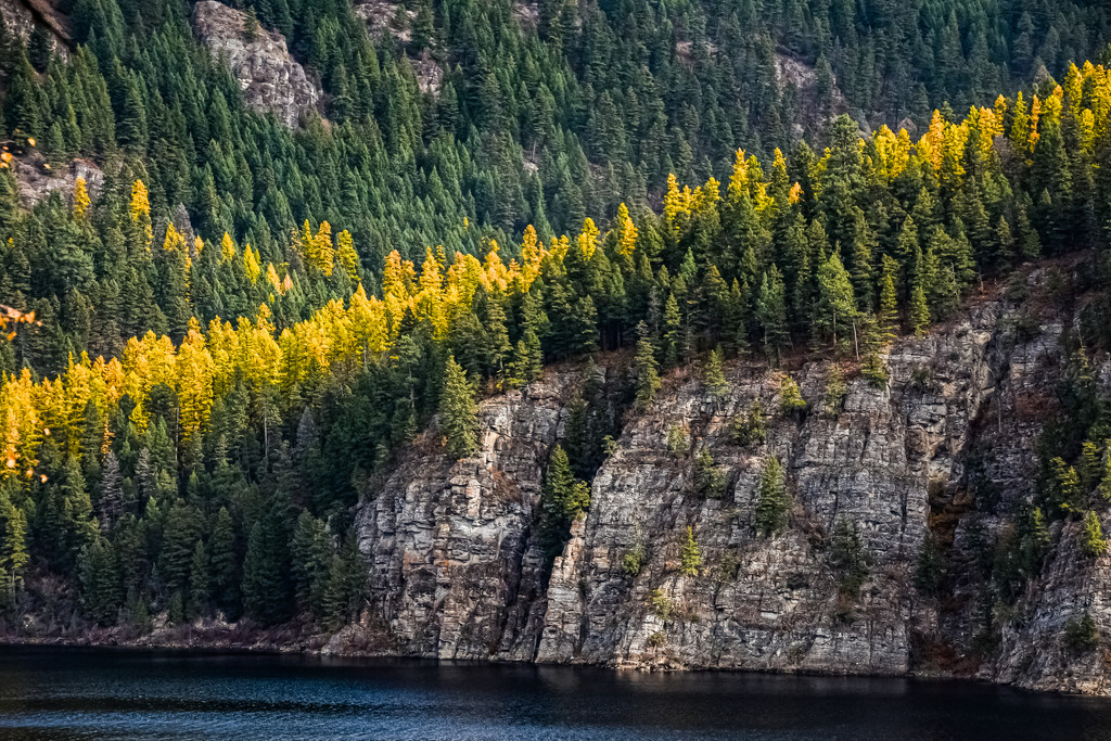 A Row of Larch by 365karly1