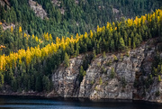 19th Oct 2019 - A Row of Larch