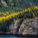 A Row of Larch by 365karly1