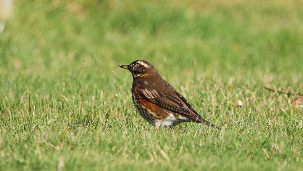 Redwing by lifeat60degrees