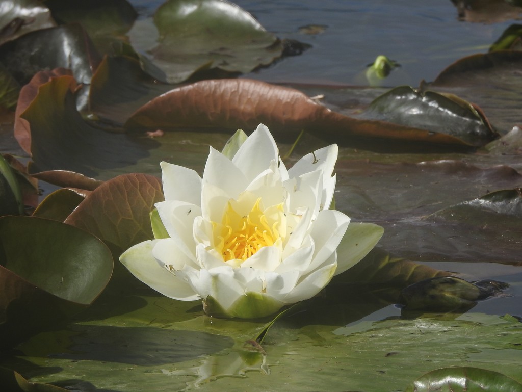 Water Lily by oldjosh