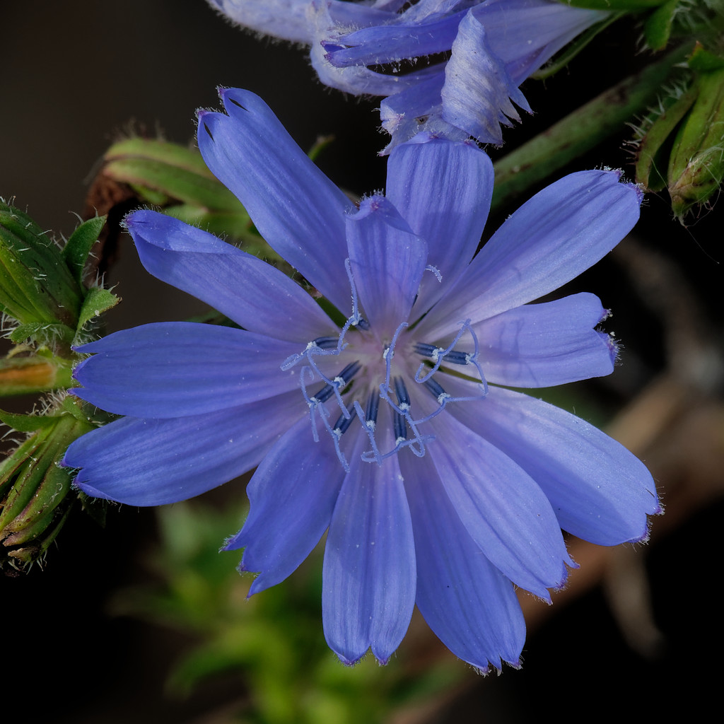 chicory by rminer