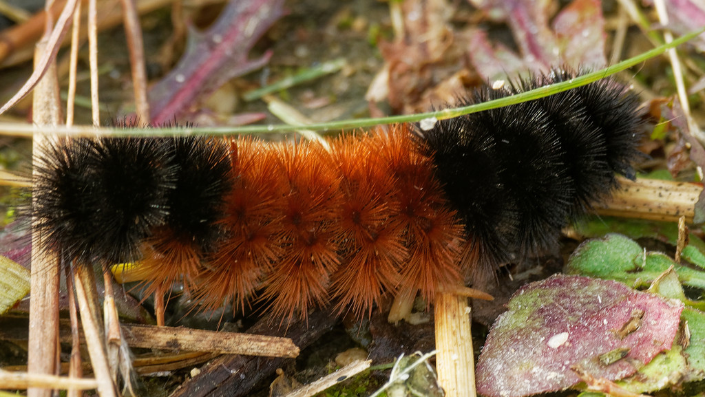 wooly bear by rminer