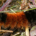wooly bear by rminer