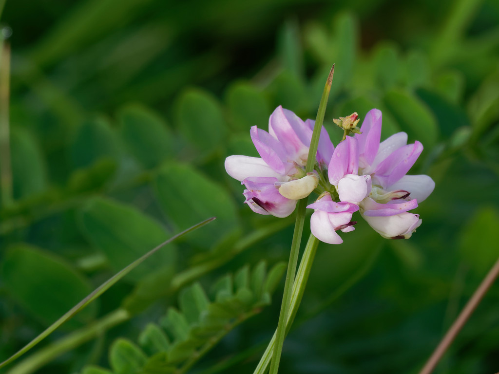 crown purplevetch by rminer