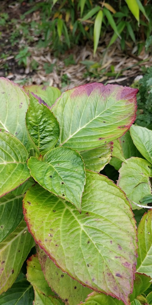 Hydrangea leaves by roachling