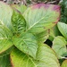 Hydrangea leaves by roachling