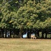 Knole Park by bizziebeeme