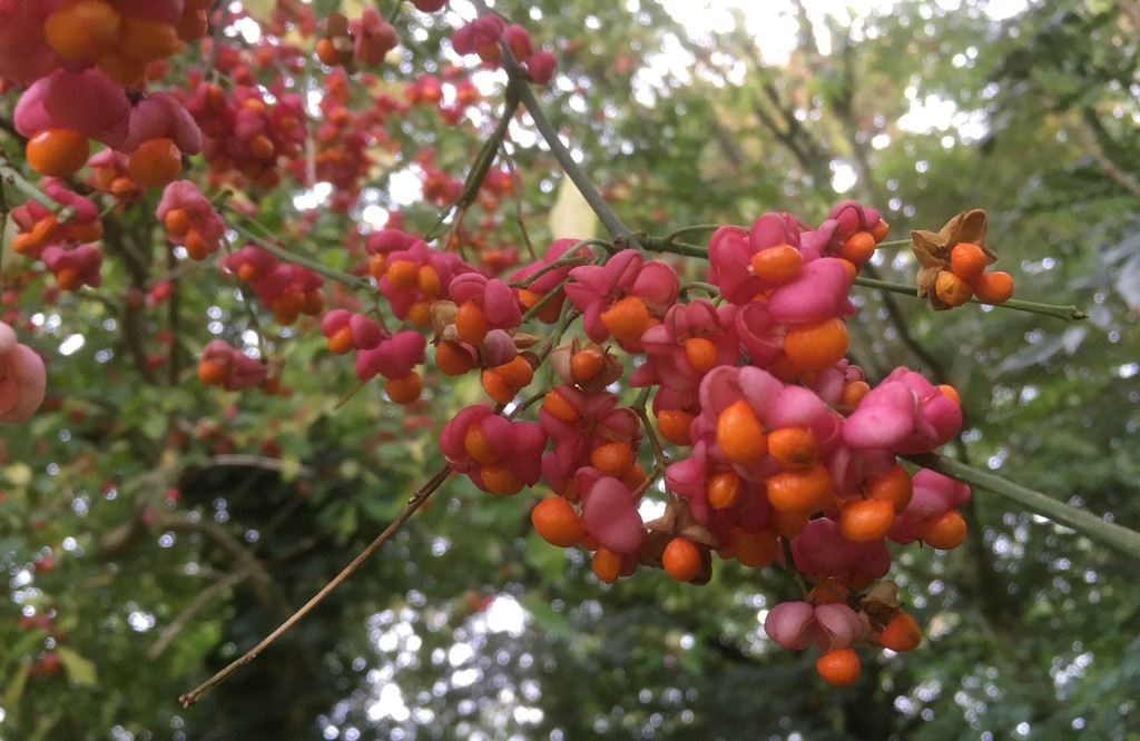Common Spindle Tree by hannahbeth