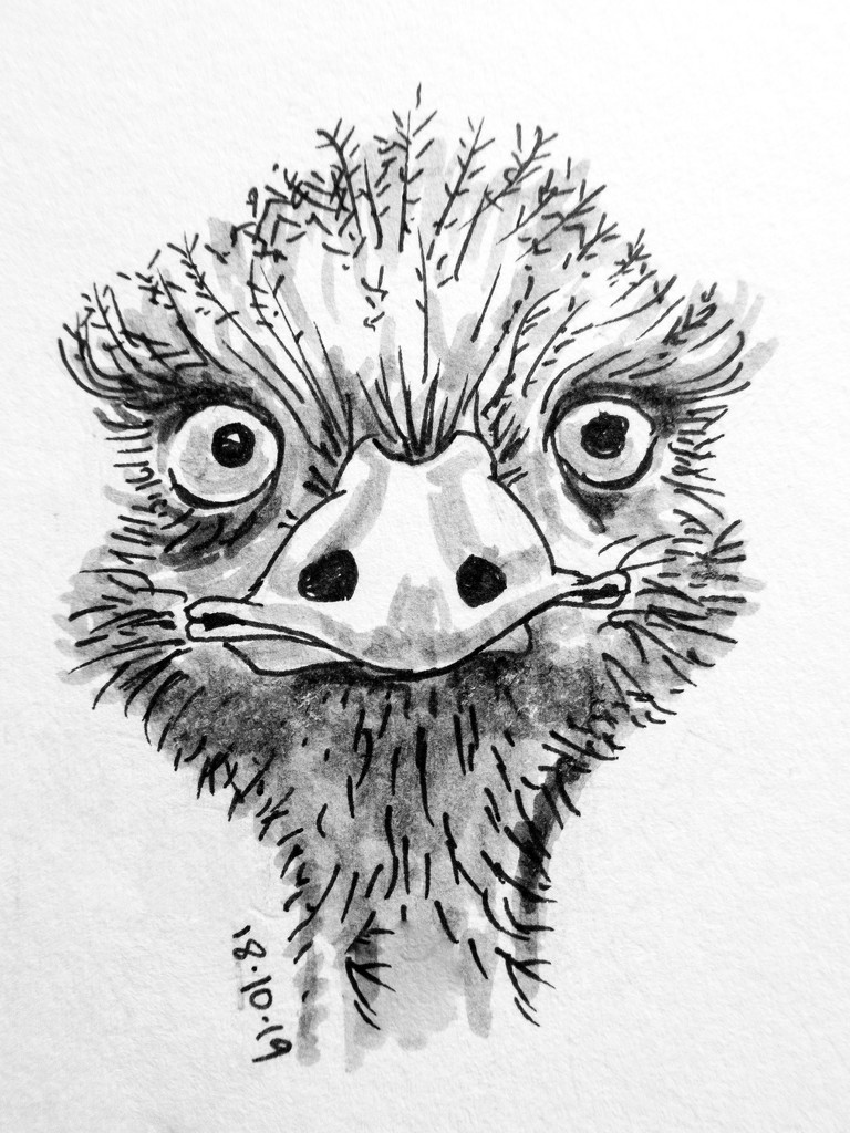 Emu by harveyzone