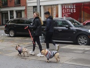 20th Oct 2019 - What New York Dogs are Wearing