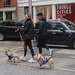 What New York Dogs are Wearing by allie912