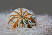 18th Oct 2019 - Gourd Nest