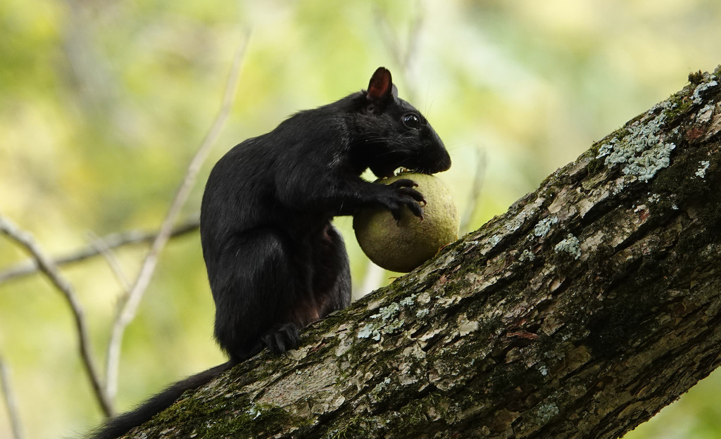 Black Squirrel eating a walnut by annepann