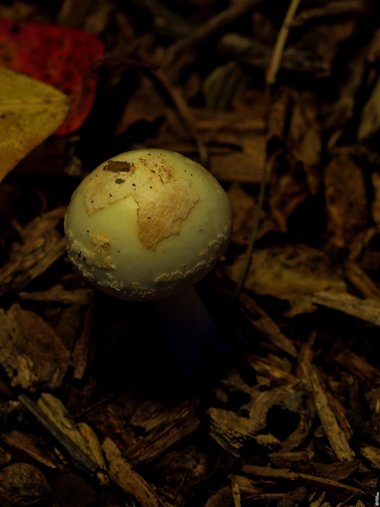 Mushroom - 1 by ramr