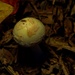 Mushroom - 1 by ramr