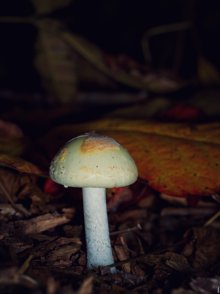 Mushroom - 2 by ramr