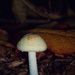 Mushroom - 2 by ramr