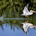 Wetlands landing by photographycrazy
