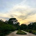 Sunset at Hampton Park.  This park has nice sandy path and is my favorite place to walk in the early evening. by congaree