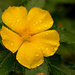 Yellow Flower After the Rain! by rickster549