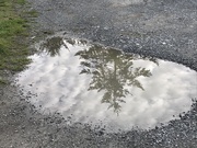 19th Oct 2019 - The world in a puddle 