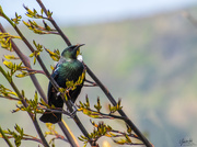 20th Oct 2019 - Tui in Flax