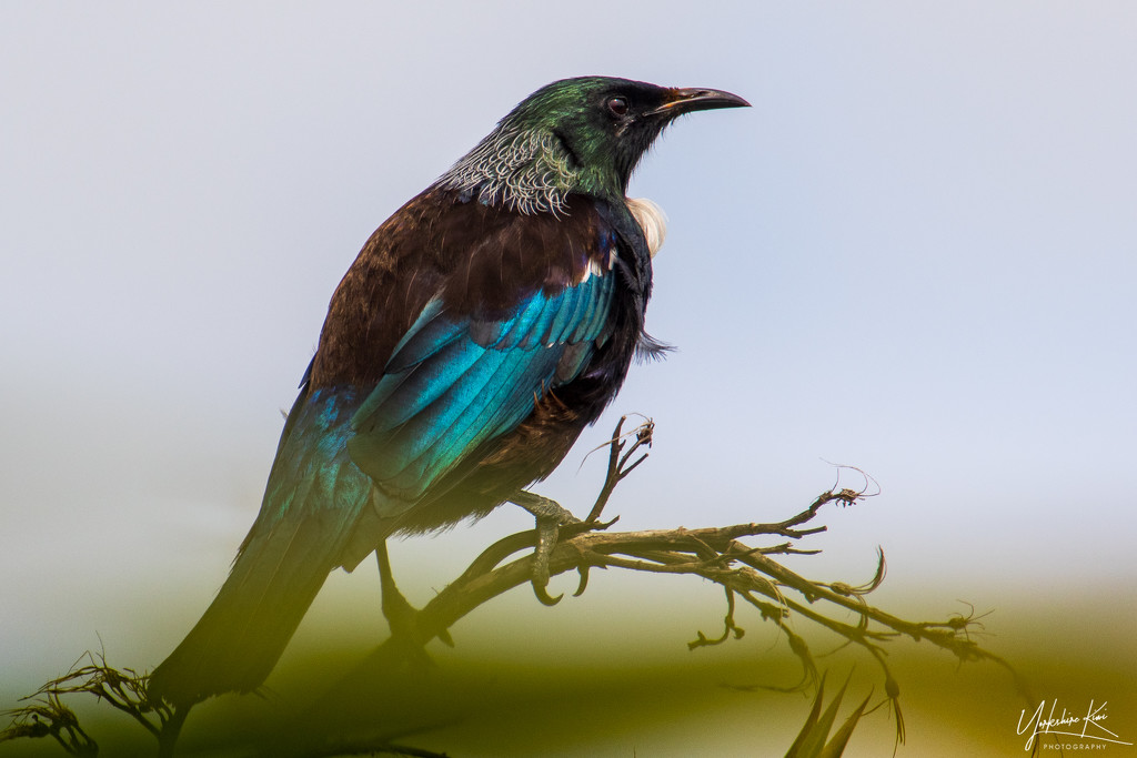 Another Tui by yorkshirekiwi