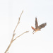 Red Tailed Hawk? by joansmor