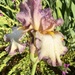 Bearded Iris by nicolecampbell