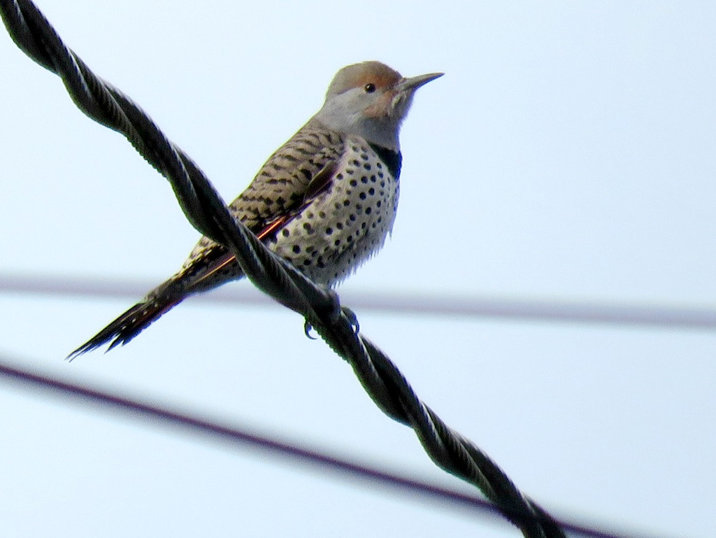 Northern Flicker by seattlite