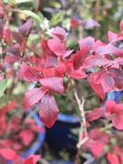 20th Oct 2019 - Red Blueberry Leaves