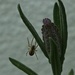 Spider & Lavender  by countrylassie