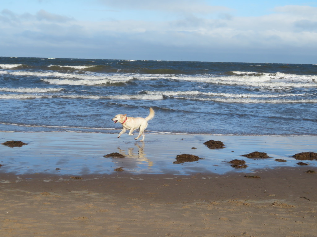 Roo on the beach by lellie