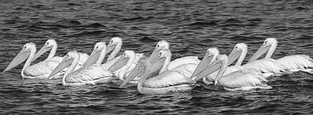 White Pelicans by tosee