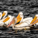 White Pelicans ii by tosee