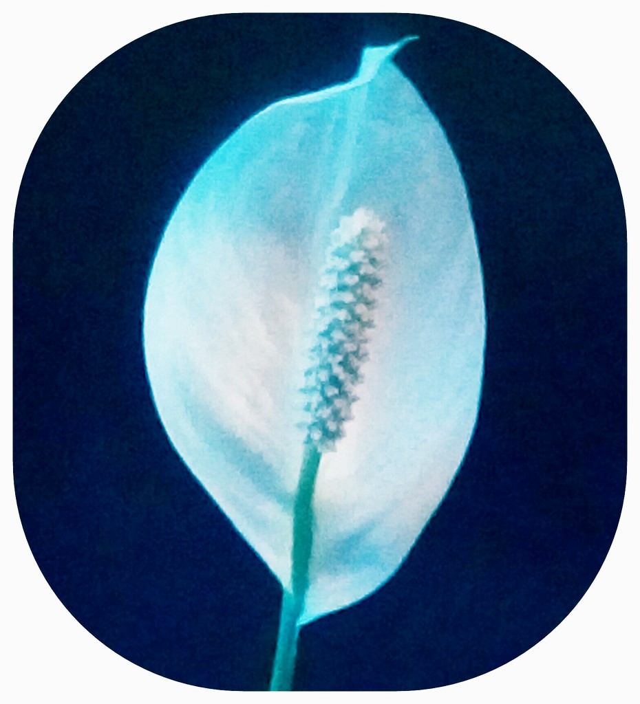 A Peace Lily Flower. by grace55