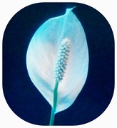 20th Oct 2019 - A Peace Lily Flower.