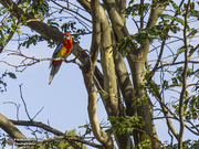 18th Oct 2019 - Eastern Rosella