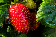 20th Oct 2019 - Strawberries