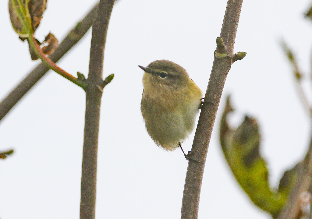 Chiff Chaff by lifeat60degrees