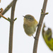 Chiff Chaff by lifeat60degrees