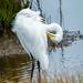 egret by jernst1779