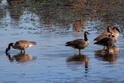 20th Oct 2019 - Geese at the Reservoir