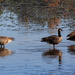 Geese at the Reservoir by batfish