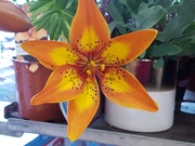 20th Oct 2019 - Unusual lily 